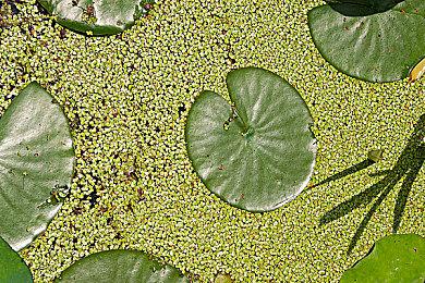 《宝可梦集换式卡牌Pocket》将对不当用户名采取行动